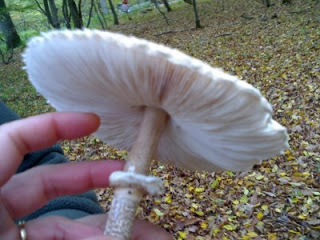 Coulemelle Tout Savoir Sur Ce Delicieux Champignon Gazon Magique Com