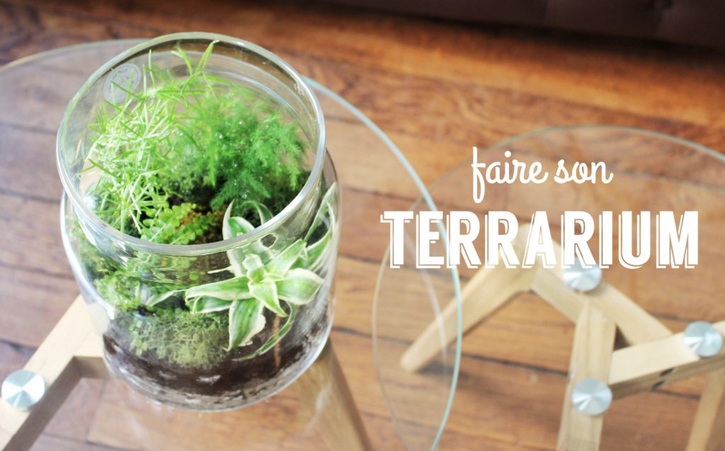 Se fabriquer un terrarium pas cher, le guide !