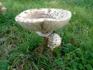 champignon coulemelle