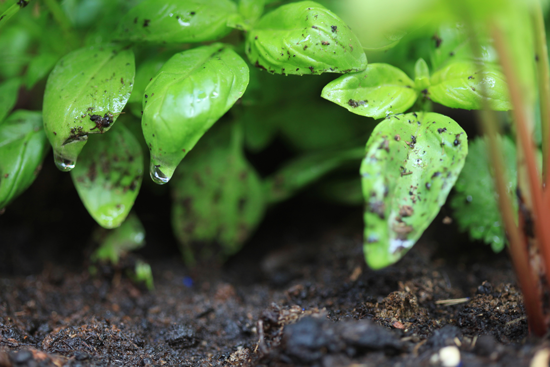 alimentation cloportes