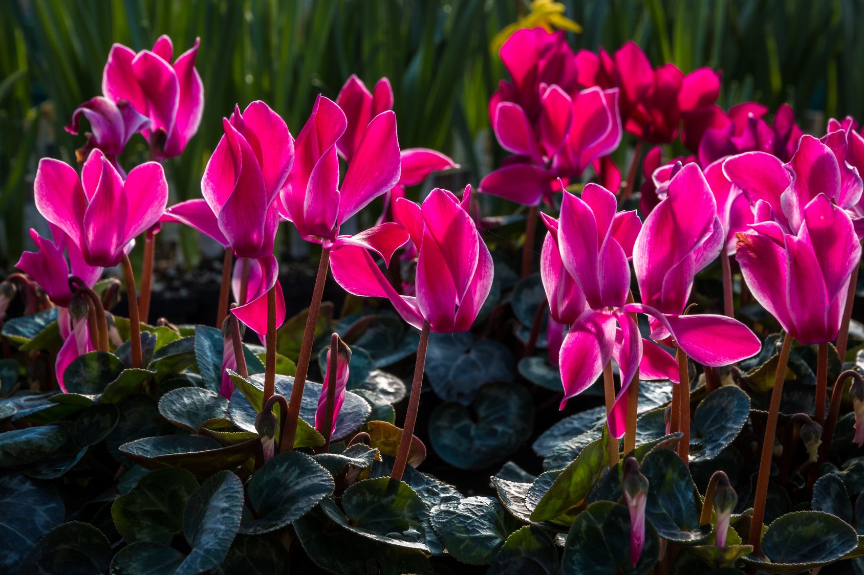 cyclamen de Naples