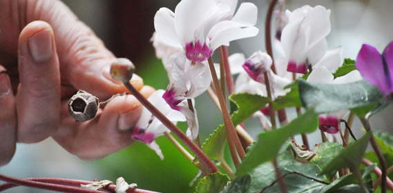 cyclamen en hiver