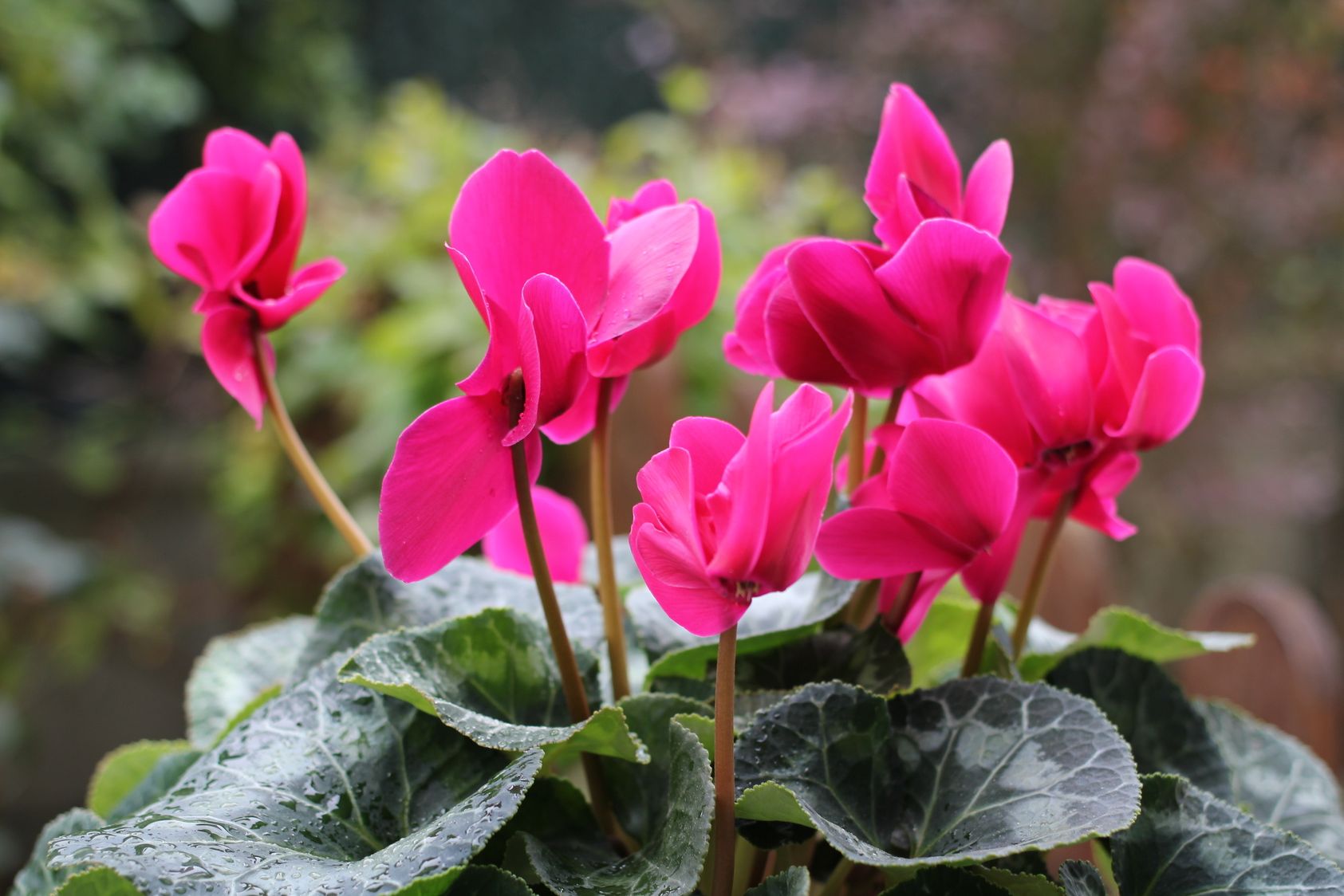 feuilles de cyclamens