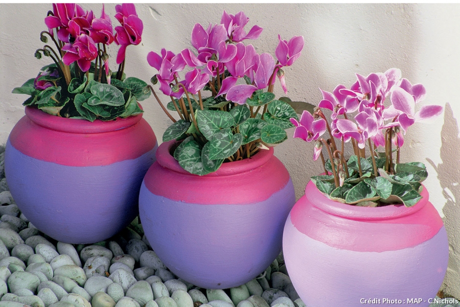 cyclamen intérieur