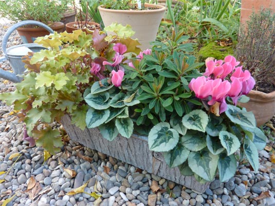 jardin de cyclamen