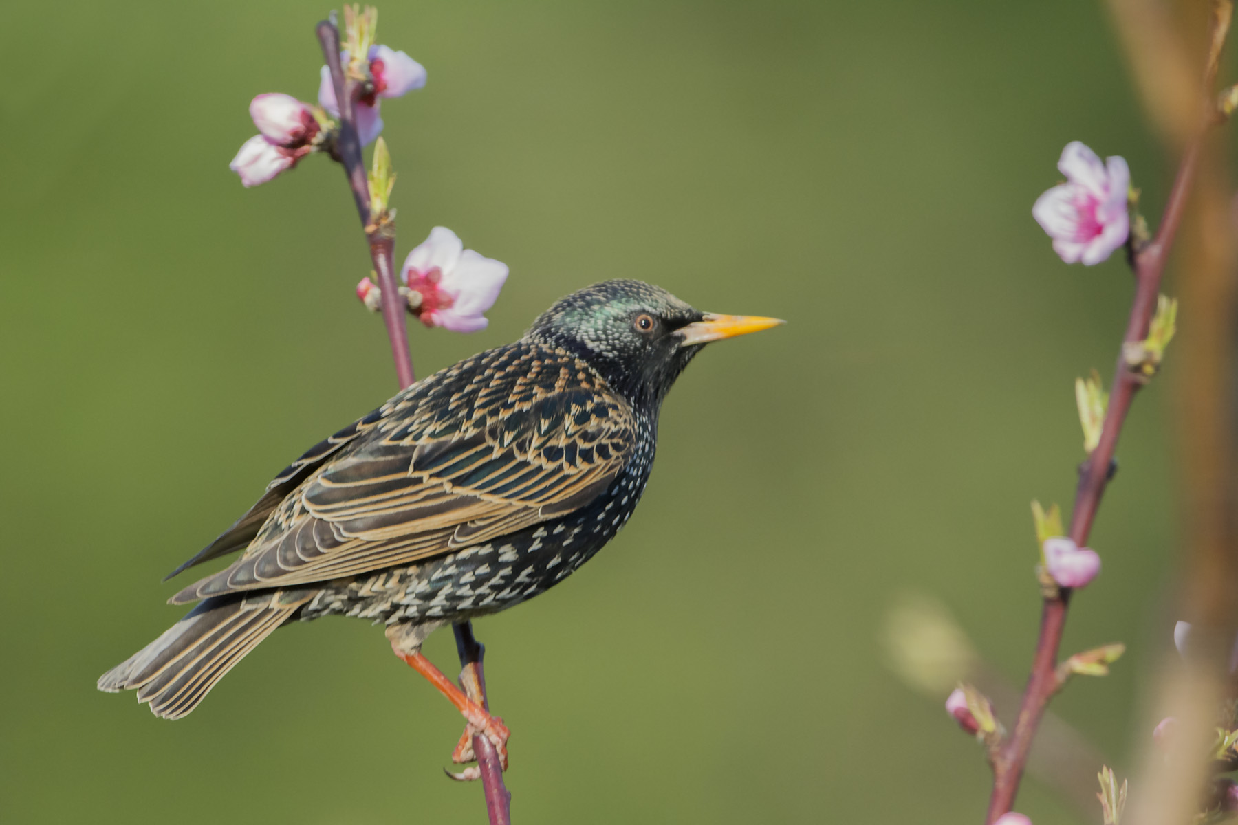 plumage etourneau sansonnet