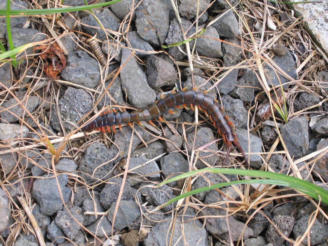 l'habitat de la scolopendre 