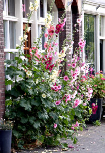 roses tremieres dans un jardin