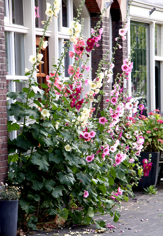 Rose tremiere : Embellissez votre façade ! | Gazon-magique.com