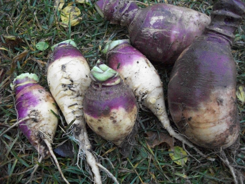 racines rutabaga 