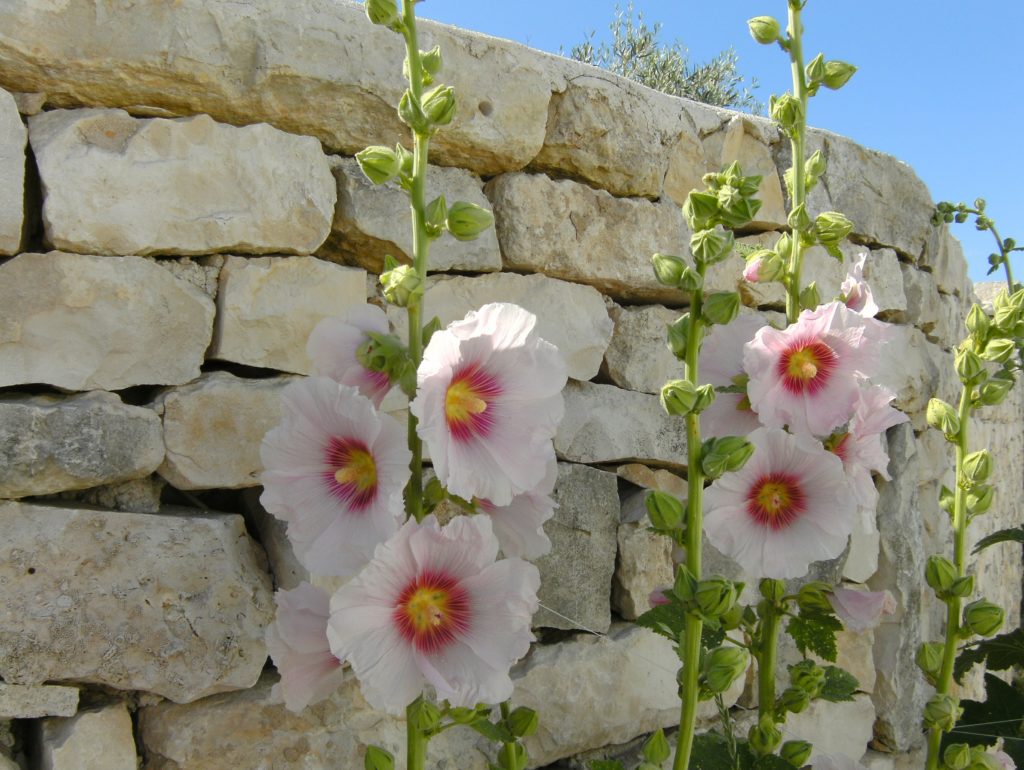 Planter des roses trémières au pied d'un mur