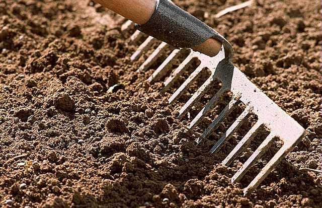 préparer le sol pour semer des roses trémières