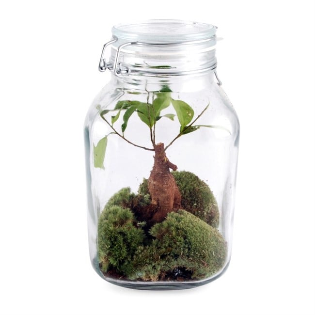 terrarium bonsai