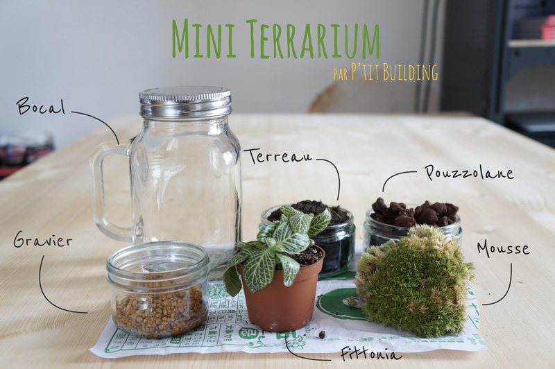 terrarium choix