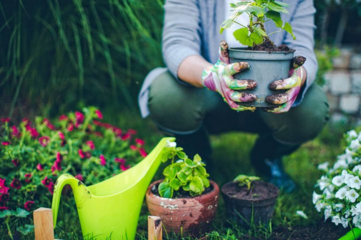 Kit de jardinage pour débutant