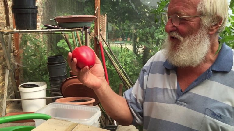 Comment cultiver de belles tomates ? | Gazon-magique.com